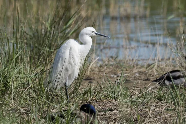 Uma Gaivota Branca Sentada Perto Costa Uma Lagoa Durante Dia — Fotografia de Stock