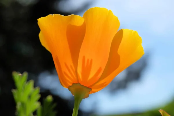 Detailní Selektivní Záběr Rozkvetlého Oranžového Květu Zeleným Modrým Pozadím — Stock fotografie