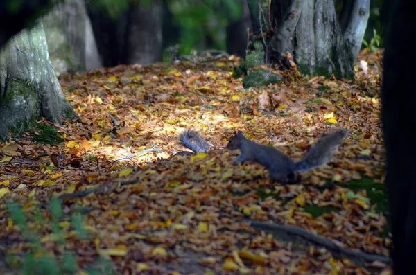 Deux Écureuils Gris Recherche Nourriture Sur Sol Avec Plein Feuilles — Photo