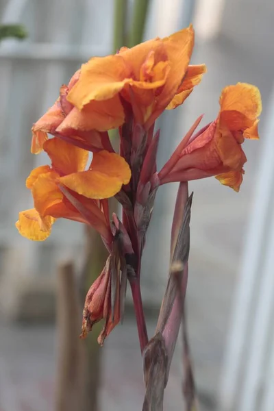 Colpo Verticale Fiore Giglio Canna Arancione Nel Giardino — Foto Stock