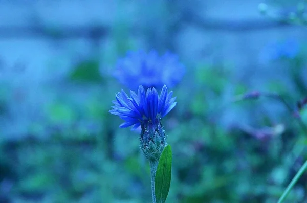 Disparo Selectivo Enfoque Una Flor Azul Con Fondo Borroso —  Fotos de Stock