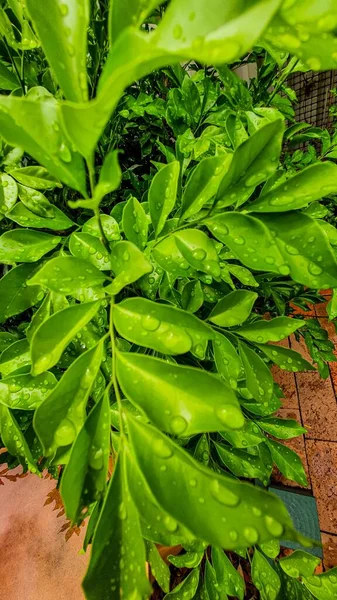 Eine Vertikale Nahaufnahme Großer Tautropfen Auf Den Grünen Blättern Einer — Stockfoto