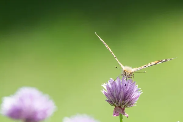 Zbliżenie Ujęcia Motyla Siedzącego Purpurowym Kwiatku Zamazanym Tłem — Zdjęcie stockowe