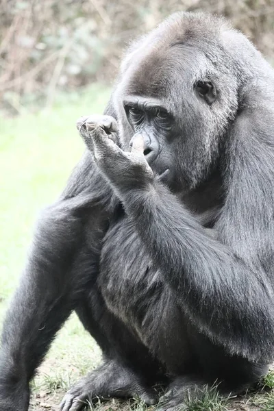 Ein Senkrechter Schuss Eines Gorillas Der Sich Die Nase Putzt — Stockfoto