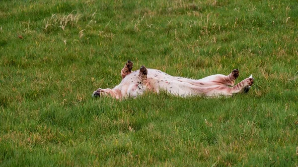 Собака Лежит Спине Зеленой Траве Поле — стоковое фото