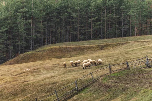 Pole Stadem Owiec Spacerujących Oddali — Zdjęcie stockowe