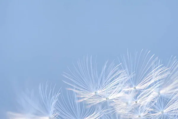 Closeup Shot Dandelions Light Blue Background — Stock Photo, Image