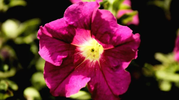 Ένα Όμορφο Πλάνο Ενός Πολύχρωμου Λουλουδιού Στον Κήπο Ιδανικό Για — Φωτογραφία Αρχείου