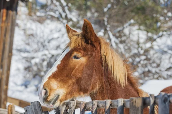 フェンスの上に頭を置く茶色の馬の美しいショット — ストック写真