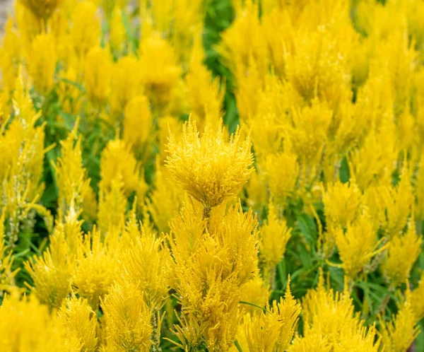 Foto Enfoque Selectivo Cierre Flores Amarillas Con Fondo Amarillo Verde — Foto de Stock