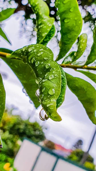 Крупним Планом Вертикальний Знімок Пишного Зеленого Листя Висячими Краплями Дощу — стокове фото