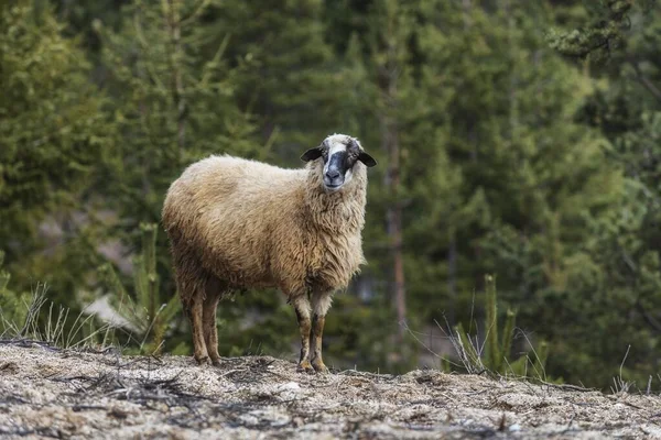 Sheep Standing Distance Blurred Background — Stock Photo, Image