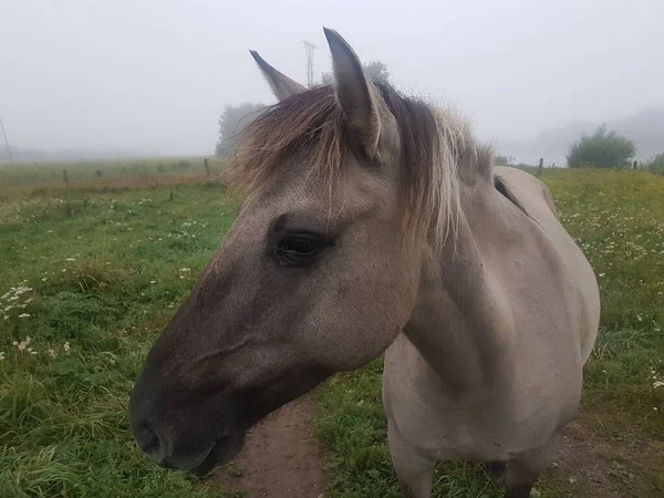 Közelkép Egy Gyönyörű Lóról Amint Mezőn Áll Ködös Égbolttal Háttérben — Stock Fotó