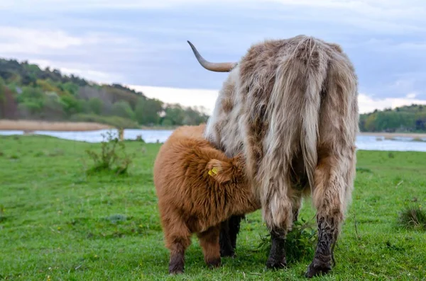 Bezerro Gado Das Terras Altas Tira Leite Sua Mãe Vacas — Fotografia de Stock