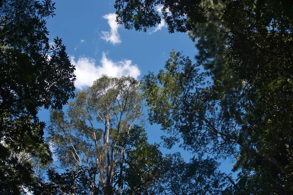 Árvores Céu Azul Com Nuvens — Fotografia de Stock