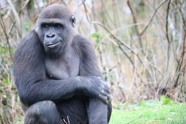 Närbild Gorilla Tag Hans Arm Medan Tittar Sidan — Stockfoto