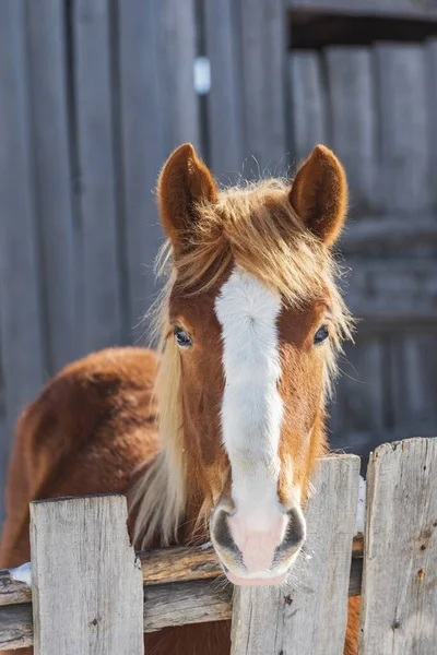 Tiro Close Cavalo Marrom Com Acentos Brancos Por Trás Cerca — Fotografia de Stock