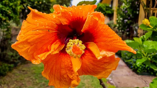 Zbliżenie Ujęcie Pięknego Pomarańczowego Hibiskusa Kwiatu — Zdjęcie stockowe