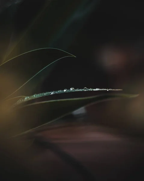Nahaufnahme Von Wassertropfen Auf Den Blättern Einer Grünen Pflanze Einem — Stockfoto