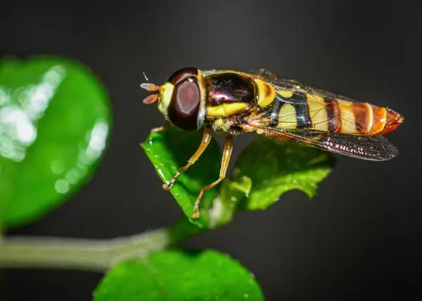 Ujęcie Bliska Pszczoły Siedzącej Zielonym Liściu — Zdjęcie stockowe