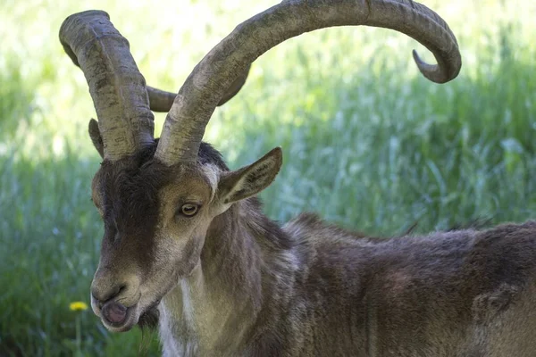 Een Close Shot Van Een Langhoornde Geit Met Groen Gras — Stockfoto