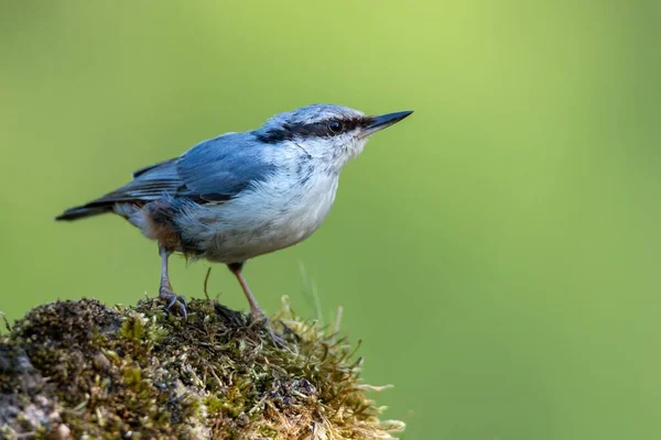 Tiro Close Pássaro Flycatcher Empoleirado Uma Rocha Coberta Com Musgo — Fotografia de Stock