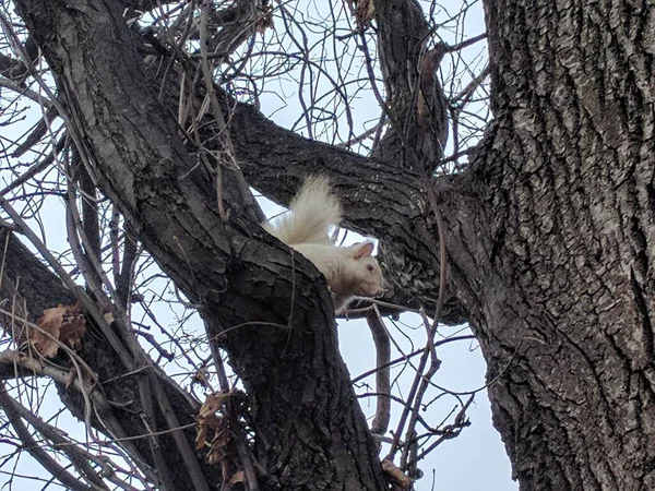 Nahaufnahme Eines Weißen Eichhörnchens Das Auf Einem Baum Sitzt Und — Stockfoto