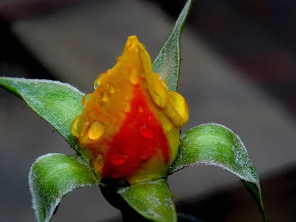 Disparo Vertical Manada Rosa Amarilla Con Gotas Agua Sobre Ella — Foto de Stock