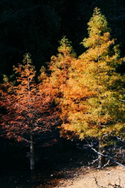 Tiro Árvores Coloridas Sob Luz Sol — Fotografia de Stock