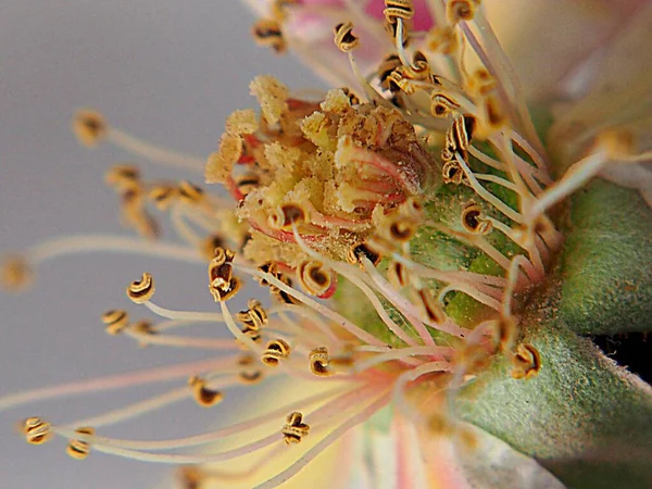 Tiro Close Extremo Estigma Flor Fundo Borrado — Fotografia de Stock