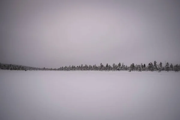 一个被雪覆盖的山谷 背景上有森林和灰色的天空 — 图库照片