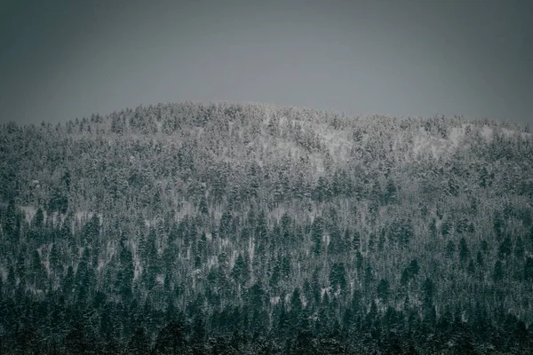Uma Bela Paisagem Uma Floresta Nevada Sob Céu Cinzento Perfeito — Fotografia de Stock