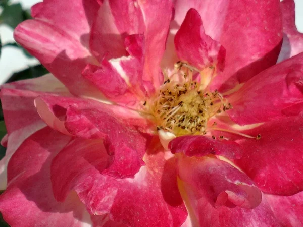 Zdjęcia Bliska Różowej Róży Ogrodzie Słoneczny Dzień Idealne Tło — Zdjęcie stockowe
