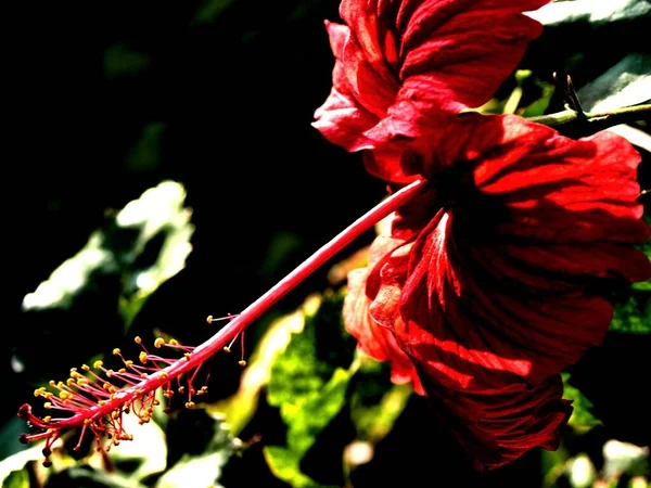 Крупный План Красного Цветка Гибискуса Высоким Цветовым Контрастом Размытом Фоне — стоковое фото