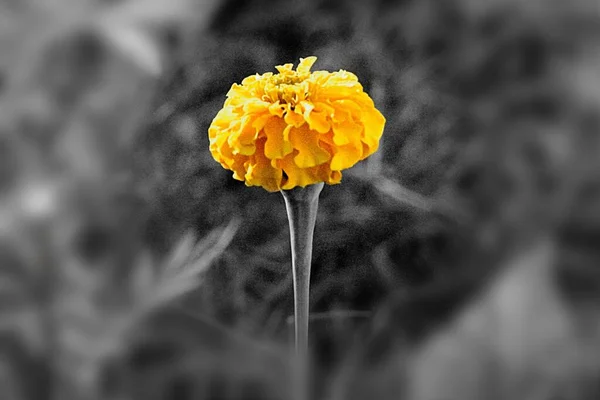 Красивий Знімок Жовтої Квітки Сірому Фоні Саду — стокове фото