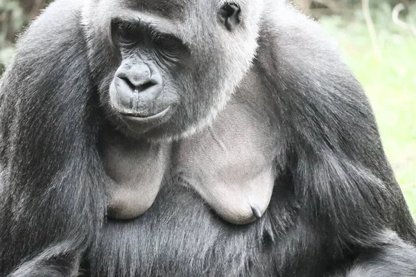 Gros Plan Gorille Regardant Vers Bas — Photo