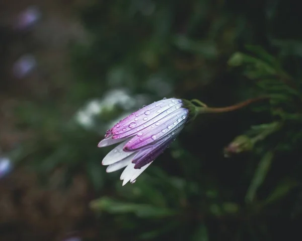 Κοντινό Πλάνο Από Σταγόνες Βροχής Στα Πέταλα Ενός Πολύχρωμου Λουλουδιού — Φωτογραφία Αρχείου