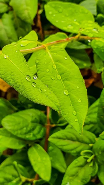 Corte Vertical Hojas Frescas Exuberantes Con Gotas Lluvia Después Una — Foto de Stock