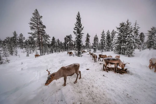 冬は雪に覆われた森の鹿の群れ — ストック写真