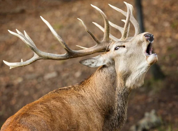 Närbild Gäspande Hjort Med Vackra Horn — Stockfoto