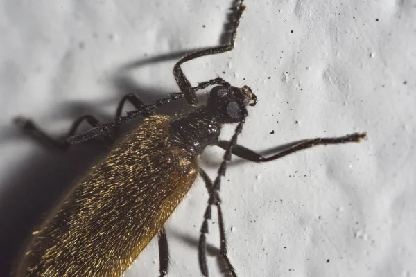 Tiro Close Uma Mosca Grande Sentado Parede — Fotografia de Stock