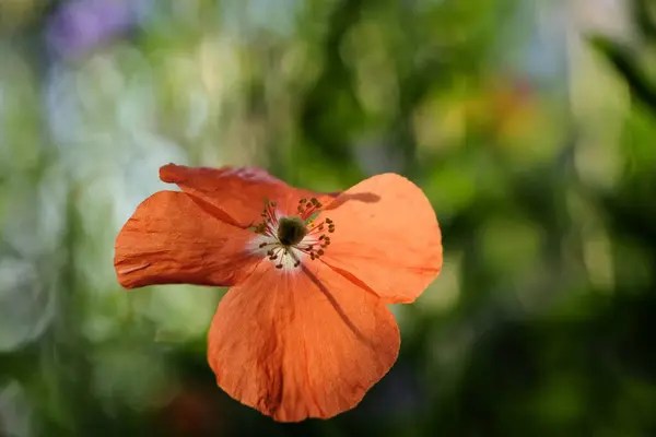 Plan Pointage Sélectif Une Fleur Orange Sur Fond Vert — Photo