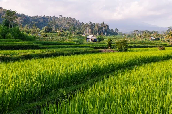 Vaste Champ Vert Avec Champ Tropical Arrière Plan — Photo