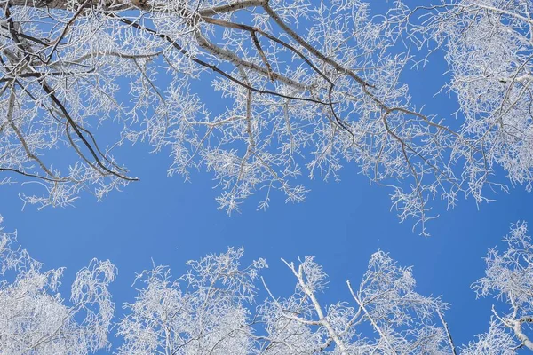 Low Angle Shot Trees Covered Snow Clear Blue Sky Background — Stock Photo, Image