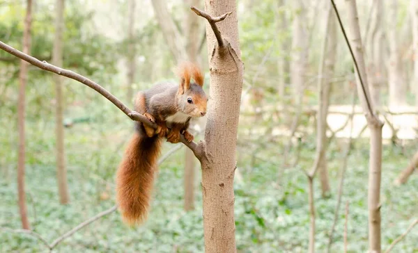 Closeup Shot Squirrel Tree Branch Forest Background — Stock Photo, Image