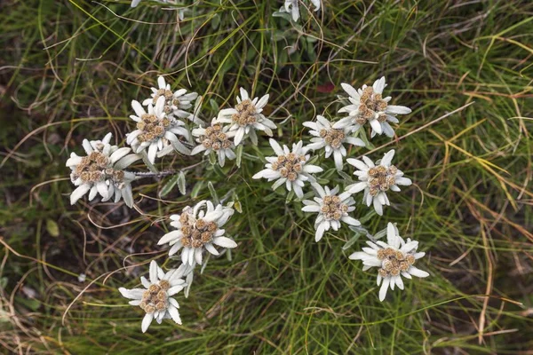 Primo Piano Mazzo Fiori Stella Alpina Nell Erba — Foto Stock