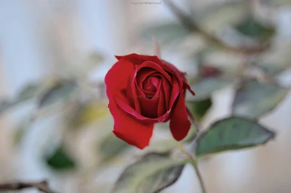 Selektywne Ujęcie Ostrości Pięknej Czerwonej Róży Rozmytym Tłem — Zdjęcie stockowe