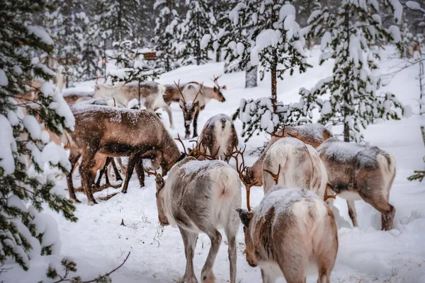 Gruppo Cervi Nella Foresta Ricoperta Neve Inverno — Foto Stock