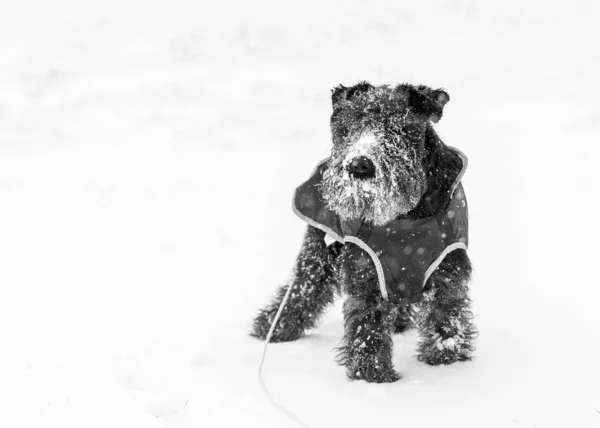 Een Schattige Zwarte Huiselijke Schnoodle Hond Spelen Sneeuw — Stockfoto