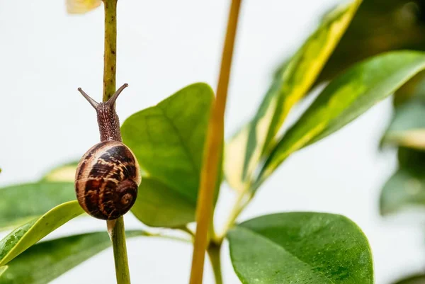 Primer Plano Caracol Una Planta Bajo Luz Del Sol Con — Foto de Stock